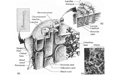 Microscopical Structure Of Cortical Bone A 3d Sketch Of Cortical