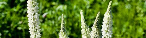 Es handelt sich hierbei um süß lupinen. Lupinen - Süsslupine pflanzen & essen | Saemereien.ch
