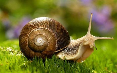They are found throughout the world in various habitats, ranging from ephemeral pools to the largest lakes, and from small seeps and springs to major rivers. 45 Pictures of Snails and Slugs