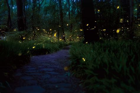 Synchronous Fireflies Photinus Carolinus Are One Of At Least 19
