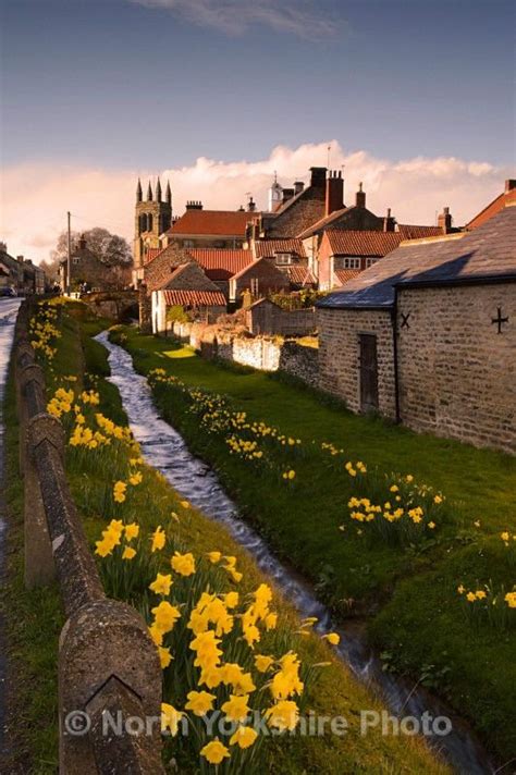 Spring Time Daffodils Helmsley North Yorkshire Refny49 Places To Go