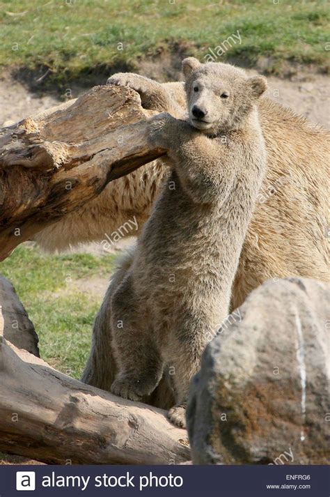 Four Month Old Polar Bear Cub Ursus Maritimus Playing With A Log