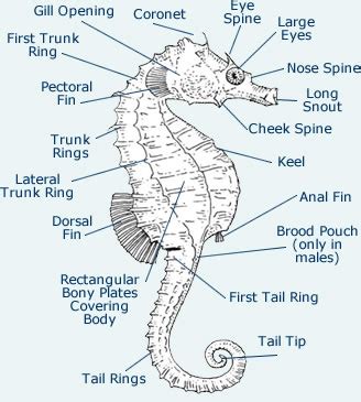 Life cycle - Chesapeake Critters