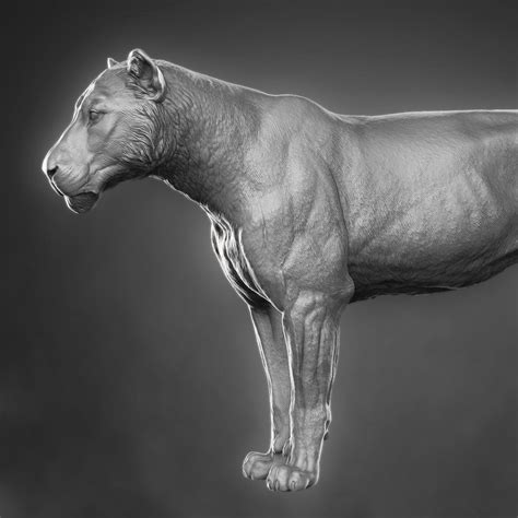 Please give it a th. 3D lioness zbrush - TurboSquid 1228637
