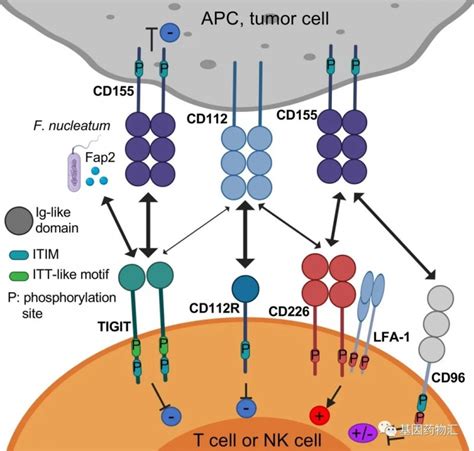 全新免疫检查点TIGIT全称具有Ig和ITIM结构域的T细胞免疫受体 TIGIT抗体 十款PD1新药TIGIT单抗迎来新希望 全球肿瘤医生网