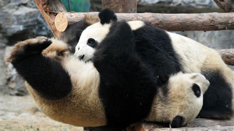 Cute A Litter Of Panda Cubs Brawl In Epic Play Fight Abc7 San Francisco