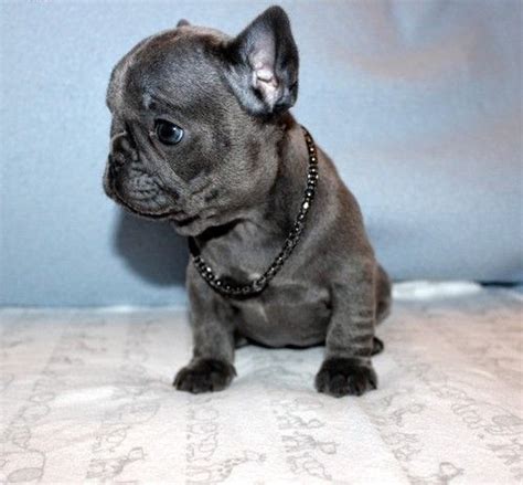 French bulldog puppies for sale in north carolina. French Bulldog Puppies For Sale | Dayton, OH #329136