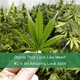 What Does The Marijuana Plant Look Like Pictures