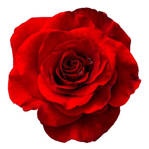 Royalty Free Single Red Rose Pictures Images And Stock Photos Istock