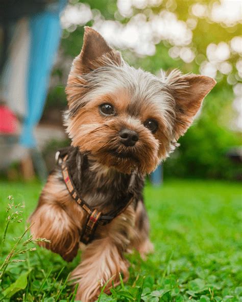 Meet 18 Of The Smallest Dog Breeds In The World Highland