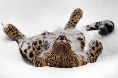 Meet The Amur Leopard One Of The Worlds Rarest Big Cats