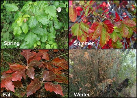 How To Identify Poison Ivy Oak And Sumac Poison Oak Pictures