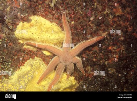 Seven Armed Starfish Luidia Ciliaris Ria Of Vigo Pontevedra