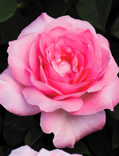 5 Of The Most Fragrant Rose Varieties Australian House And Garden