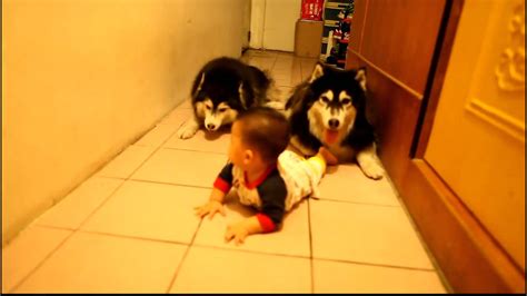Cute Husky Dogs Crawling Hq Youtube