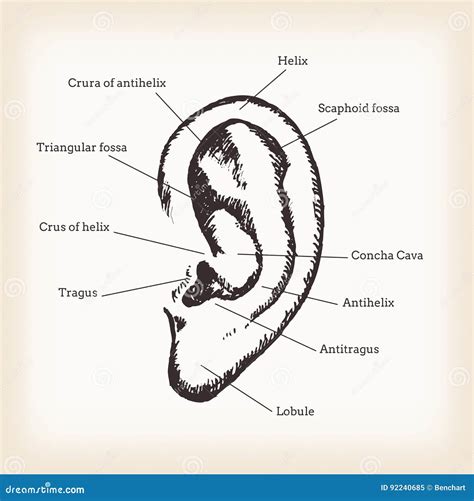 Anatomy Of Human Ear Stock Vector Illustration Of Health 92240685