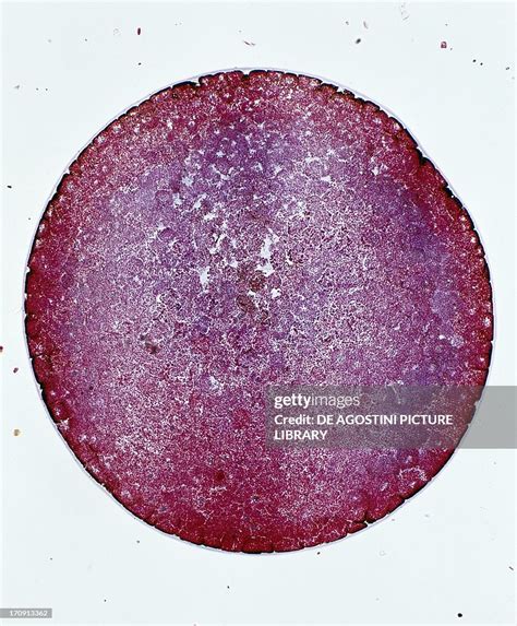 Microphotograph Of The Segmentation Process Of The Fertilized Egg Of