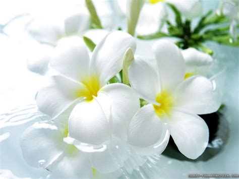Beautiful White Flowers Wallpaper 1024x768 22610