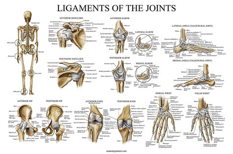 Skeletal System Ligaments Of The Joints Anatomical Poster Set