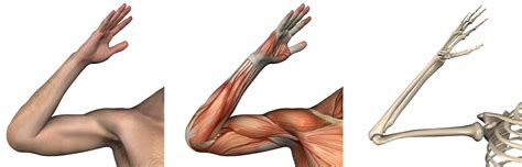In fact, there is another muscle grouped underneath it named extensor carpi radialis longus. Elbow, Wrist, & Hand - Physical Therapy LIVE EVERY DAY ...