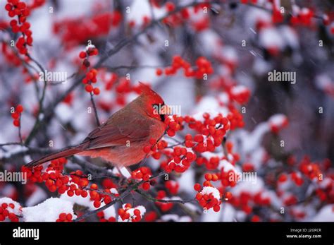 Cardinal In Winterberry Hi Res Stock Photography And Images Alamy