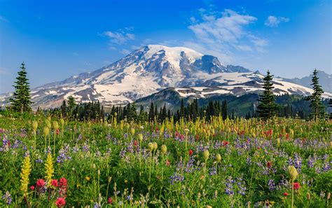 Adventure Guide To Mount Rainier National Park, Washington | Skyblue 