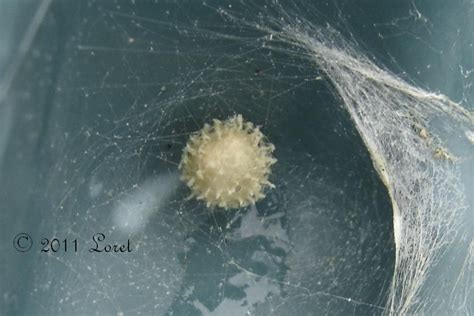 Brown Recluse Spider Eggs