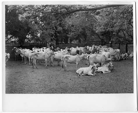 Brahman cattle are a preferred choice for cattle ranchers in the us gulf coast, southern u.s., and in countries all around the world with warm climates. Brahman Cattle in Mexico - The Portal to Texas History