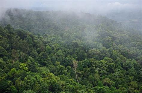 Pemulihan Ekosistem Hutan Untuk Pengelolaan Hutan Produksi Lestari