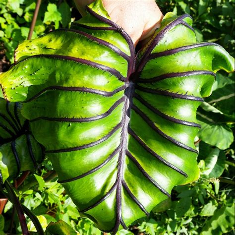 Polynesian Produce Stand : ~PHARAOH'S MASK~ Colocasia esculenta UNIQUE