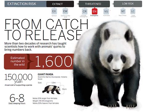 Giant Pandas Going Wild 1 Top News
