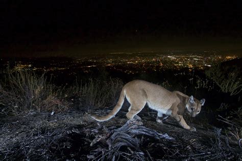 Mountain lion killed after attacking child in California | AP News