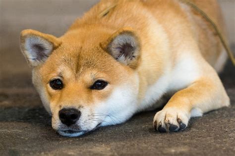 Shiba Inu Características Cuidados Preço E Curiosidades Guia Animal