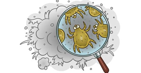 Dust Mite Allergy And Treatment Options Allergychoices