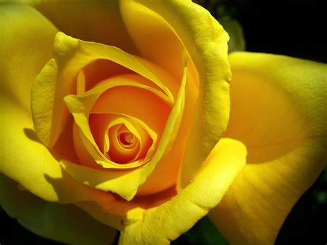 Romantic Flowers Yellow Rose Flower