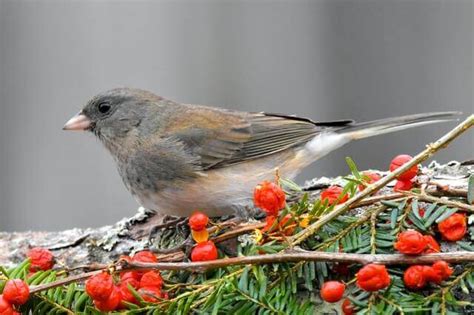 What Are The Most Common Backyard Birds In Indiana Learn Bird Watching