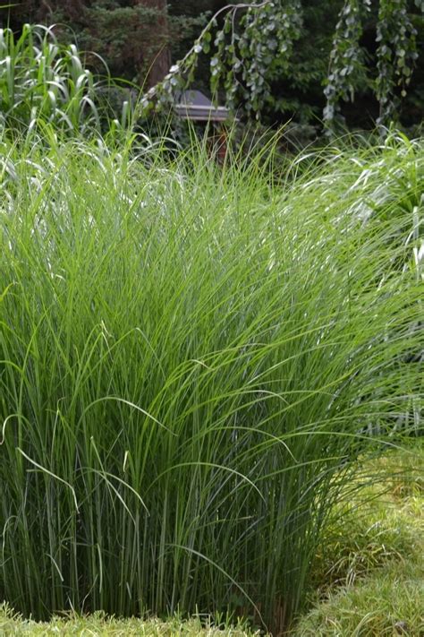 Das aus asien stammende chinaschilf ist dank seiner anpassungsfähigkeit in europa weit verbreitet in privaten gärten und großen parks. Chinaschilf (Gracillimus) 10 Liter | Gräser | Pflanzen ...