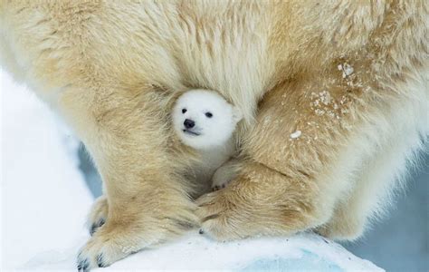Une photo d'ours polaire famélique, symbole du combat écologique, a fait le tour du monde. 21 bébés ours polaires mignons pour célébrer la Journée ...