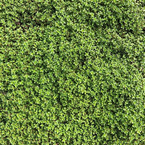 Thymus Praecox Coccineus Red Creeping Thyme 35 Pot Little