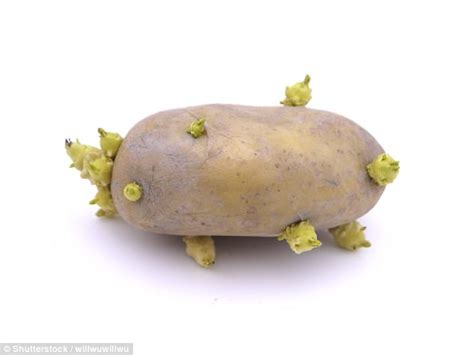 If you like to buy potatoes in bulk or harvest your own. Lincoln scientists reveal sprouted potatoes are edible ...