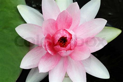 Beautiful Blooming Red Water Lily Stock Image Colourbox