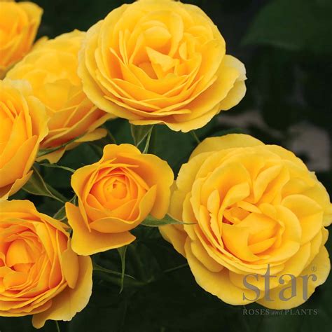 Rosa Sunbeam Veranda Roses Arts Nursery Garden And Home Ltd