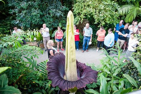 Sie bringt den größten unverzweigten blütenstand im pflanzenreich hervor. Weltrekord im Ökologisch-Botanischen Garten: Live: Die ...