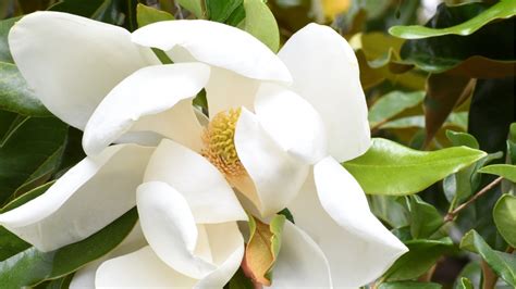 How To Grow A Glorious Magnolia Tree Home Beautiful