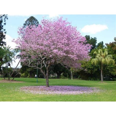 Sakura Malaysia Tabueia Anak Pokok Bunga Pink Bunga Selapis Shopee