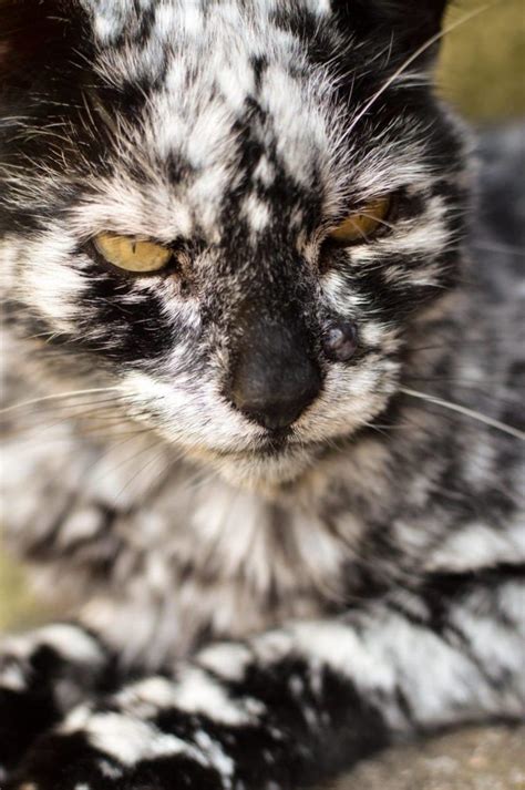 Vitiligo Cats For Sale Aleisha Daly