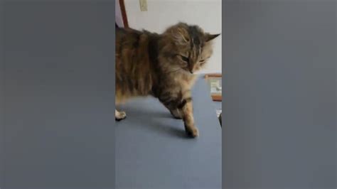 My Cat Rubs Her Face Against Mine Youtube