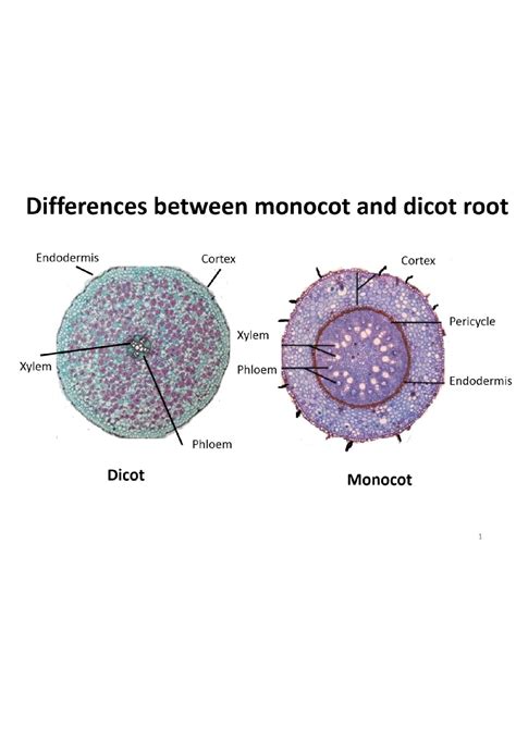 Tabulate The Differences Between Monocot And Dicot Pl