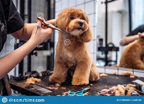 Haircut of a Maltipoo Dog from a Grooming Salon. Stock Image - Image of