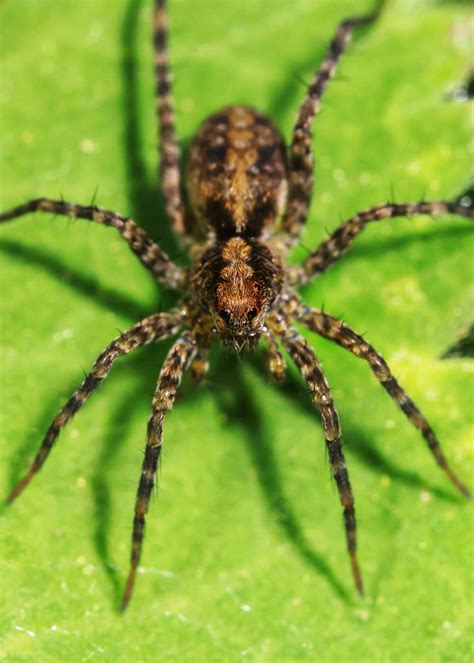 9 Common House Spiders In The United States Photos Differences 🪰 The